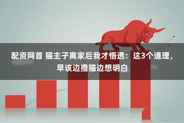 配资网首 猫主子离家后我才悟透：这3个道理，早该边撸猫边想明白